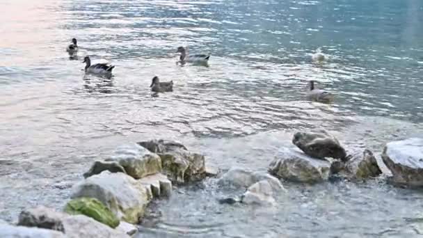 Ducks on lake garda. Various birds, ducks in the lake. Nature — Stock Video