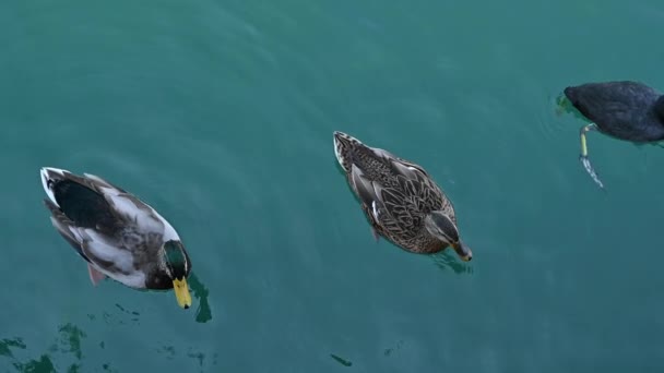 Eenden op Lake Garda. Verschillende vogels, eenden in het meer. Natuur — Stockvideo