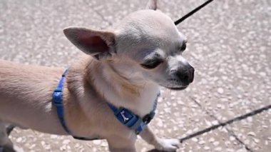 Yürüyüşe çıkmış küçük bir köpek. Yazın tasmalı bir evcil hayvan. Yakın plan.