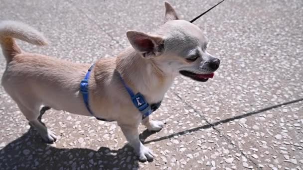 Τσιουάουα μικρό σκυλί για μια βόλτα. Σκυλάκι χασμουρητό. Το καλοκαίρι, με λουρί στην ύπαιθρο. Κοντινό πλάνο — Αρχείο Βίντεο