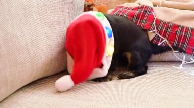 Küçük köpek yavrusu Noel Baba şapkasıyla oynuyor. Aile için bir Noel sürprizi. Evcil hayvan evde eğleniyor.