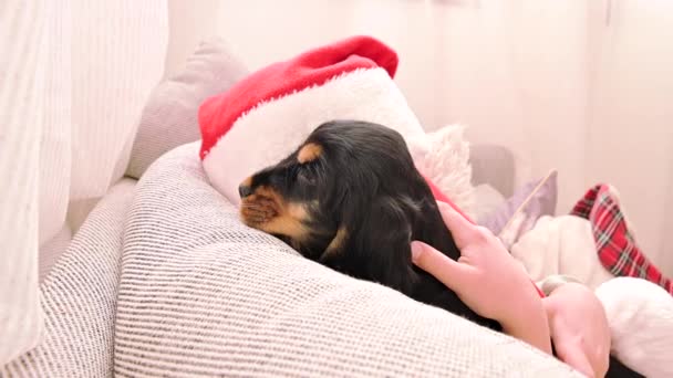 En liten julflicka och cocker spaniel valp. Lyckligt barn i tomte hatt håller en hund i sina händer — Stockvideo