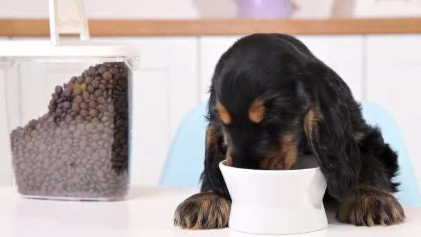 Pequeño cachorro negro come de un plato en una sala de luz. Cocker spaniel 2 meses de edad y comida seca para cachorros — Vídeos de Stock