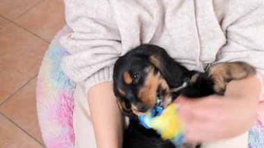 Küçük köpek yavrusu köpekler için bir oyuncakla oynuyor. Sahibinin kollarında köpek Black Cocker Spaniel oynuyor ve çok tatlı..