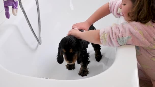 A small black Cocker Spaniel puppy bathes in the bathroom. The Little Girl looks after and washes the pet. 4k live style video — Vídeo de Stock