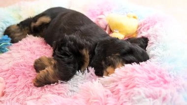 The puppy sleeps sweetly in his bed. A small black Cocker Spaniel is resting in a bright couch.