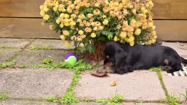 Pequeño cachorro juega con un juguete para perros. Perro Negro Cocker Spaniel jugando y él es muy lindo. Imágenes de alta calidad 4k. — Vídeo de stock