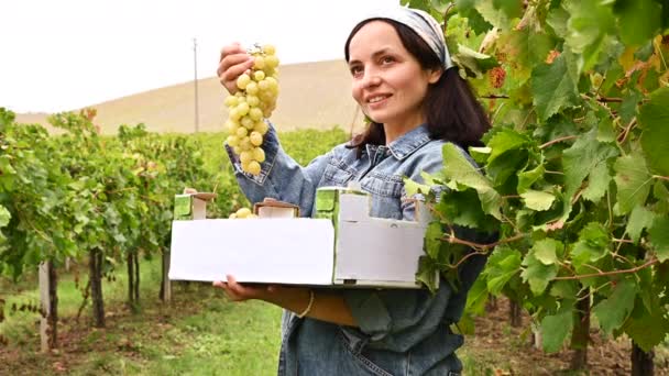 El granjero cosecha uvas blancas, tiene una caja en sus manos, estoy sonriendo. Italia Emilia Romaña paisaje con granja de vid. Lugar para el texto en una caja de uvas. — Vídeos de Stock