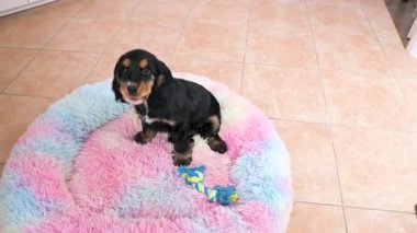 Siyah Cocker Spaniel köpek yavrusu 2 aylık. Sevimli küçük hayvan.