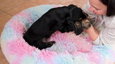 Siyah Cocker Spaniel köpek yavrusu 2 aylık. Sevimli küçük hayvan.