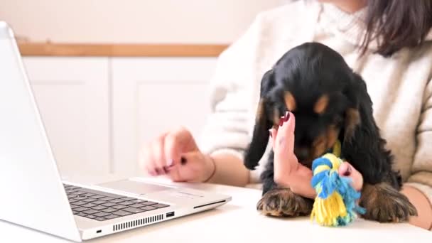 Compras en línea para mascotas. Un pequeño cachorro Cocker Spaniel negro en los brazos de los propietarios juega con una cuerda de juguete. Una persona compra en casa en el ordenador. — Vídeo de stock