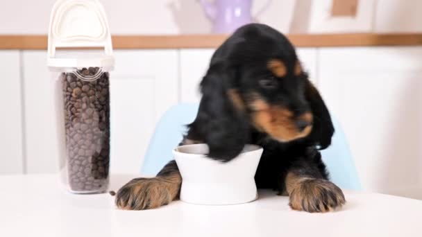 Pequeño cachorro negro come de un plato en una sala de luz. Cocker spaniel 2 meses de edad y comida seca para cachorros — Vídeos de Stock