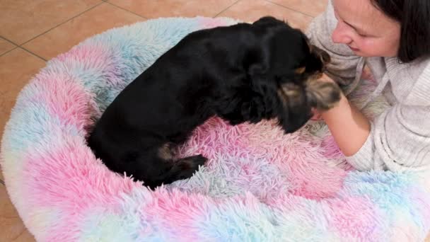 Černý kokršpaněl štěně 2 měsíce. Roztomilý mazlíček — Stock video