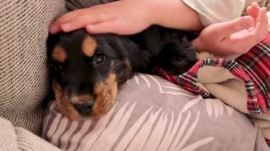 Küçük kız ve köpek yavrusu. Cocker spaniel siyah küçük ve çocuk evde kanepede, şefkatle sarılıyor