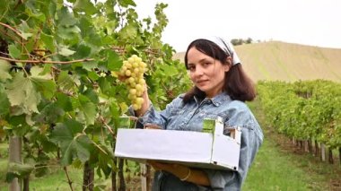 Çiftçi beyaz üzüm topluyor, elinde bir kutu tutuyor, gülümsüyorum. İtalyan Emilia Romagna asma tarlasıyla manzaralı. Üzüm kutusuna metin yerleştir.