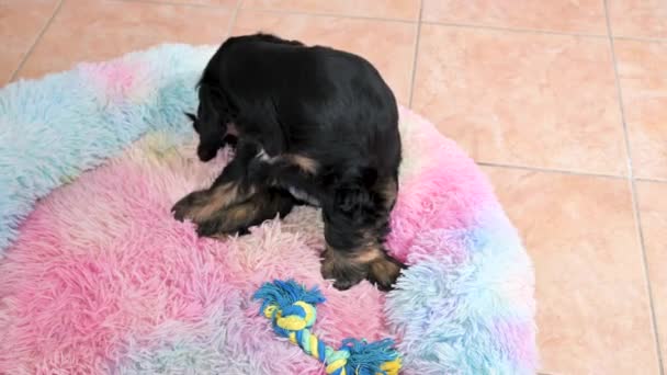 Cachorro Cocker Spaniel negro de 2 meses de edad. Linda pequeña mascota — Vídeos de Stock