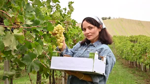 El granjero cosecha uvas blancas, tiene una caja en sus manos, estoy sonriendo. Italia Emilia Romaña paisaje con granja de vid. Lugar para el texto en una caja de uvas. — Vídeo de stock