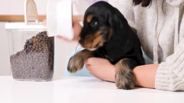 Pequeño cachorro negro come de un plato en una sala de luz. Cocker spaniel 2 meses de edad y comida seca para cachorros — Vídeos de Stock