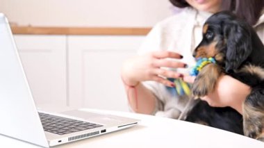 Çevrimiçi evcil hayvan alışverişi. Sahiplerinin kollarında küçük siyah bir Cocker Spaniel köpeği oyuncak bir iple oynuyor. İnsan bilgisayardan satın alır..