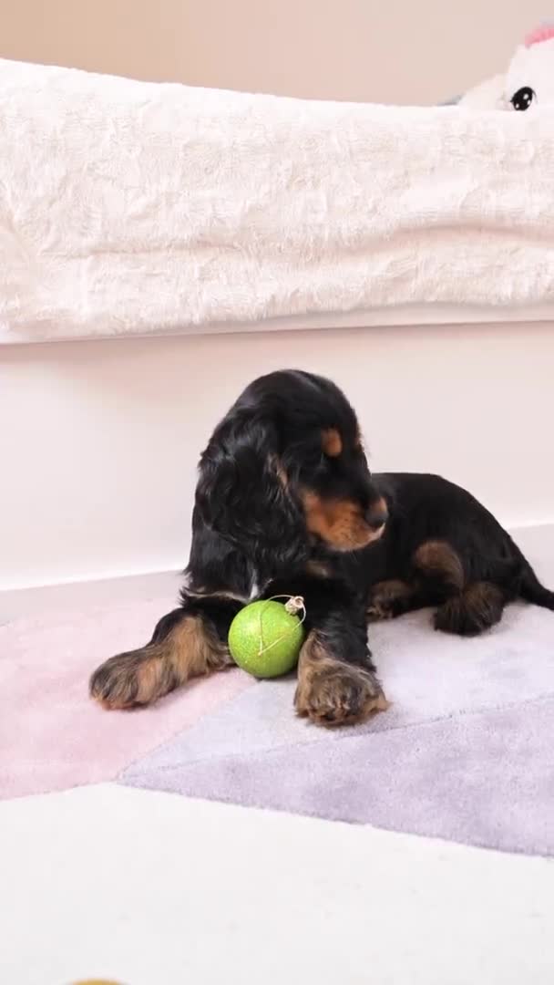 Piccolo cucciolo di Natale. Il cane felice sta giocando con una palla di Natale. Concetto di Buon Natale e Capodanno. — Video Stock