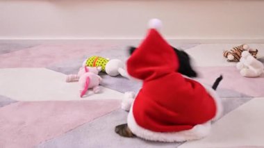 Küçük Noel köpeği. Mutlu köpek Noel Baba kıyafetleriyle oynuyor. Mutlu noeller ve yeni yıl kavramı. 