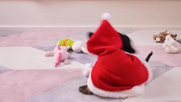 Een kleine kerstpuppy. Happy Dog speelt in kerstmankleren. Begrip vrolijk kerstfeest en nieuwjaar. — Stockvideo