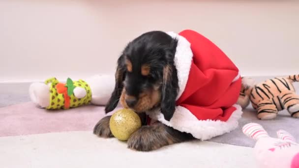 Kleiner Weihnachtswelpe. Glücklicher Hund spielt in Weihnachtsmannkleidung. Konzept von frohen Weihnachten und Neujahr. — Stockvideo