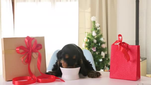 Αγγλικό Cocker Spaniel κουτάβι και δώρα, τρώει φαγητό από ένα μπολ και είναι χαρούμενος. Μικρό κατοικίδιο ζώο Δώρο Καλά Χριστούγεννα και το νέο έτος. — Αρχείο Βίντεο