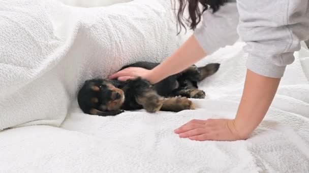 Siyah Cocker Spaniel köpek yavrusu 2 aylıkken, ev sahibi rahat bir evin parlak iç kısmında uyuyan köpeği okşar. Sosyal ağlar için ideal. — Stok video