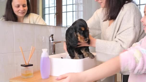 Küçük siyah bir Cocker Spaniel köpek yavrusu banyoda banyo yapıyor. Küçük kız ve annesi evcil hayvanlara bakar ve yıkarlar. 4k canlı görüntü — Stok video