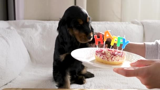 Piccolo nero Cocker Spaniel cucciolo celebra un compleanno, con proprietario. Vacanza per animali domestici e dessert con candele parola FELICE. — Video Stock