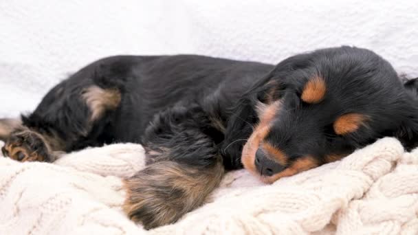 El cachorrito está durmiendo. Un cachorro de un cocker spaniel negro en un tejido a cuadros se duerme. Fondo de luz suave y cabeza de perro de cerca. — Vídeos de Stock