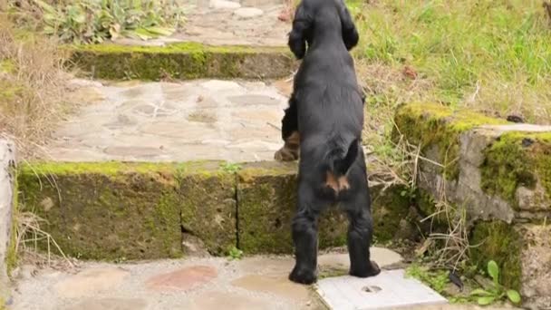 Piccoli giochi da cucciolo. Cane nero Cocker Spaniel giocare ed è molto carino. Filmati 4k di alta qualità. — Video Stock