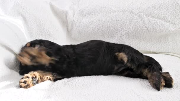 El cachorrito está durmiendo. Un cachorro de un cocker spaniel negro en un cuadros se duerme. Fondo de luz suave y cabeza de perro de cerca. — Vídeos de Stock