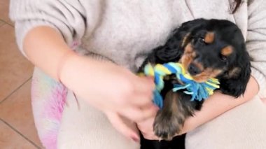 Küçük köpek yavrusu köpekler için bir oyuncakla oynuyor. Sahibinin kollarında köpek Black Cocker Spaniel oynuyor ve çok tatlı..