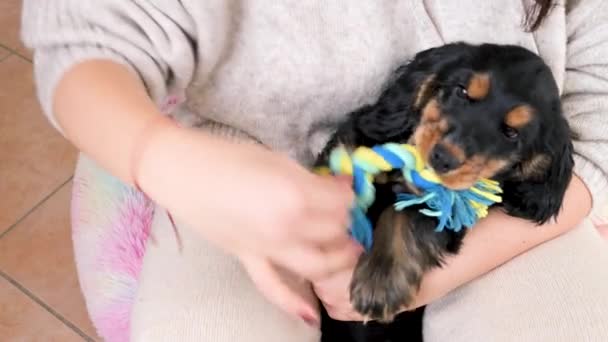 Pequeño cachorro juega con un juguete para perros. Perro Negro Cocker Spaniel en los brazos del propietario está jugando y él es muy lindo. — Vídeos de Stock