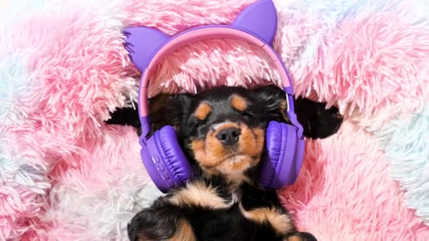 En liten hundvalp sover och lyssnar på musik i hörlurar. Ett gulligt husdjur vilar på en färgad hundsäng.. — Stockvideo