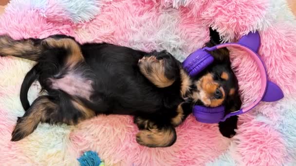 En liten hundvalp sover och lyssnar på musik i hörlurar. Ett gulligt husdjur vilar på en färgad hundsäng.. — Stockvideo