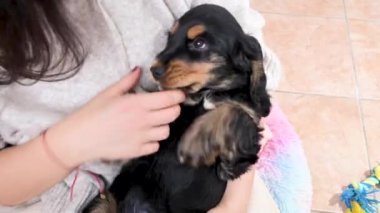 Yavru köpek oynuyor. Sahibinin kollarında köpek Black Cocker Spaniel oynuyor ve çok tatlı..