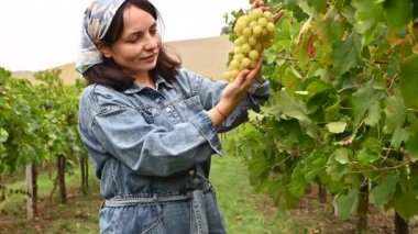 Üzüm bağlarında kot giyen genç bir kadın. Çiftçi beyaz üzüm toplar. İtalyan Emilia Romagna asma tarlası manzarası
