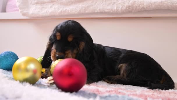 En liten julvalp. Glad hund leker med en julboll. Begreppet god jul och nytt år. — Stockvideo