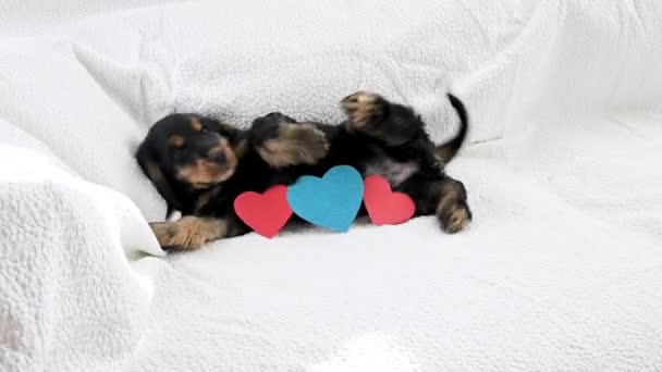 Puppy and valentine postcard. — Stock Video