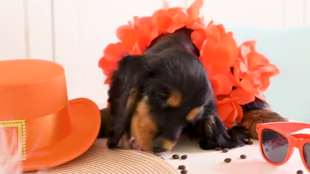 Funny little puppy in accessories Kings Day in Holland. Traditional Dutch feast in April of the Orange King. — Stock Video