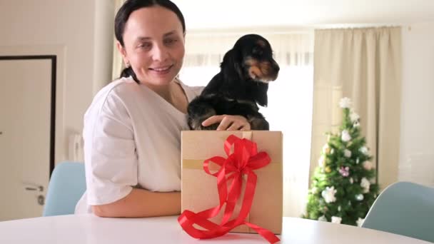 Chiot anglais Cocker Spaniel avec des cadeaux, il est assis sur les mains du propriétaire dans une maison lumineuse. Joyeuses fêtes — Video