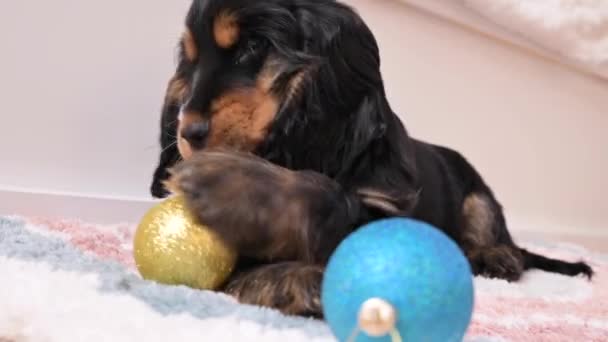 Piccolo cucciolo di Natale. Il cane felice sta giocando con una palla di Natale. Concetto di Buon Natale e Capodanno. — Video Stock