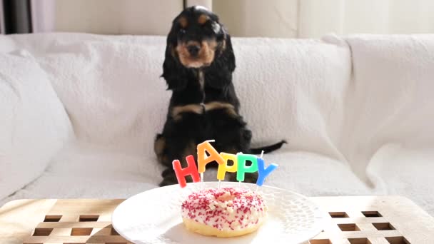 Pequeno cachorro Cocker Spaniel preto celebra um aniversário, com o proprietário. Férias para animais de estimação e sobremesa com velas palavra HAPPY. — Vídeo de Stock