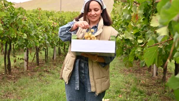 Fazendeiro colhe uvas brancas, segura uma caixa em suas mãos, eu estou sorrindo. Itália Emilia Romagna paisagem com fazenda de videira. Lugar de texto em uma caixa de uvas. — Vídeo de Stock