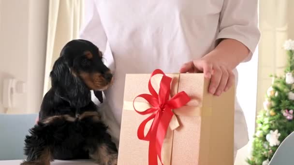 Άγγλος Cocker Spaniel κουτάβι με δώρα, κάθεται στα χέρια του ιδιοκτήτη σε ένα φωτεινό σπίτι. Καλές γιορτές. — Αρχείο Βίντεο