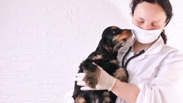 Veterinário feminino examina um filhote de cachorro Cocker Spaniel em uma clínica veterinária. — Vídeo de Stock
