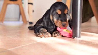 Küçük siyah köpek yavrusu 2 aylık köpek oyuncağıyla oynuyor. Ev hayvanı bebek. İngiliz Cocker Spniael siyah ve kahverengidir. Şirin köpek..